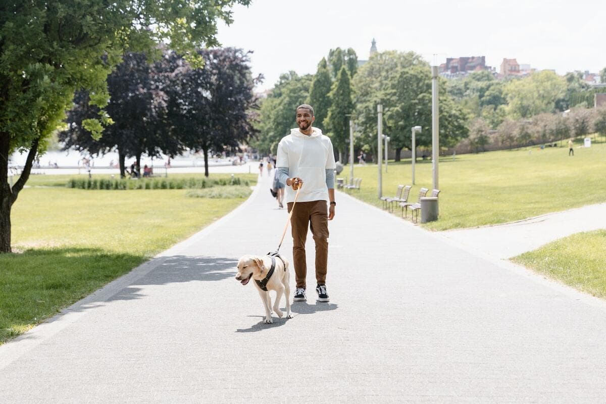 Evite que o animal dependa de você o tempo todo Homem passeando com o cachorro no parque em um dia de sol